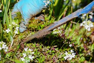 Clearing underbrush