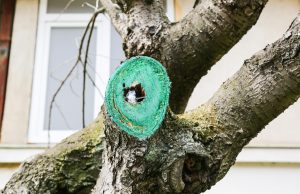 Sealing Tree Cuts