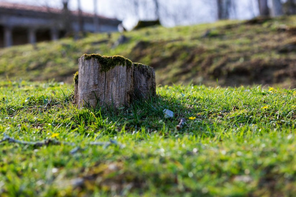Tree Stump