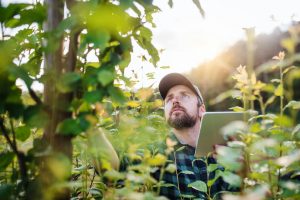 Tree Health