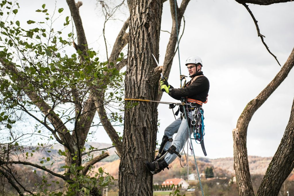 Pruning Tall Trees