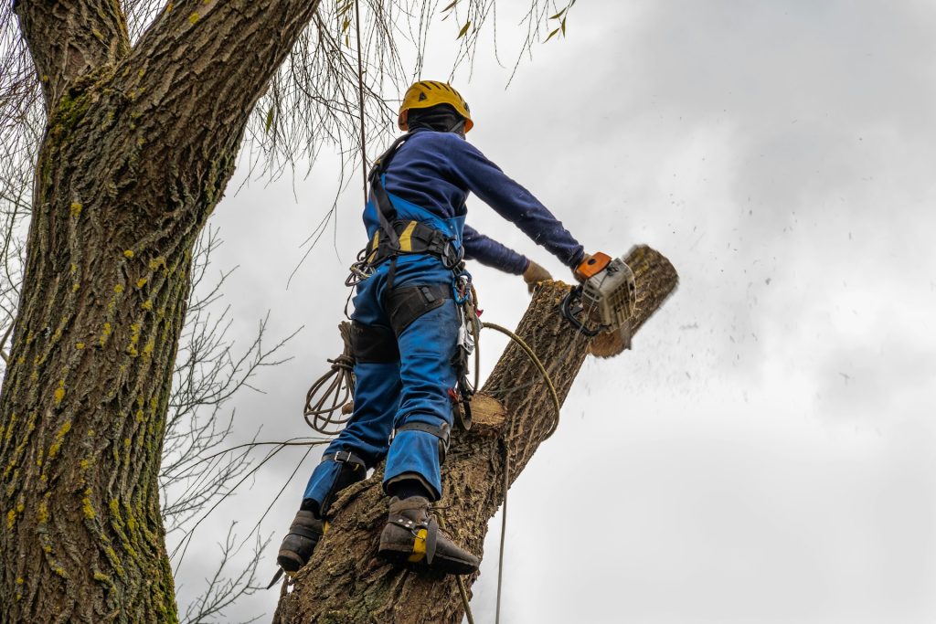 Removing Tree Limbs