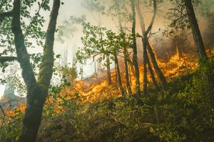 wildfire