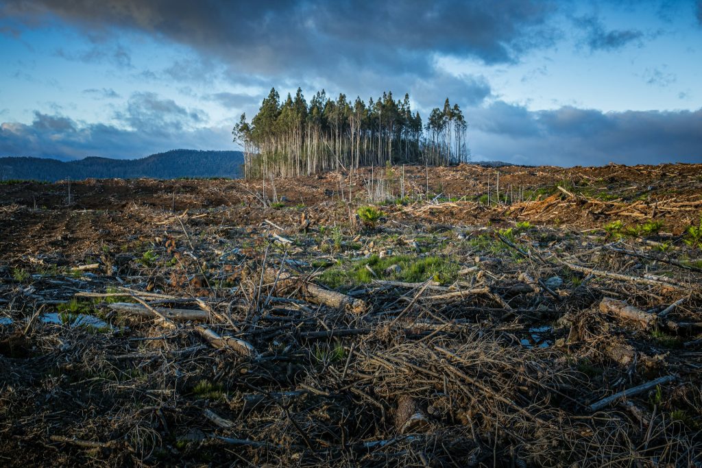Land Clearing