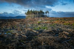 Land Clearing