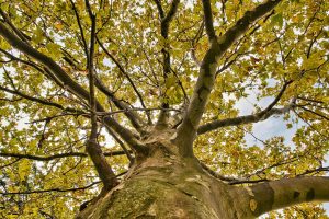 Dormancy in Trees