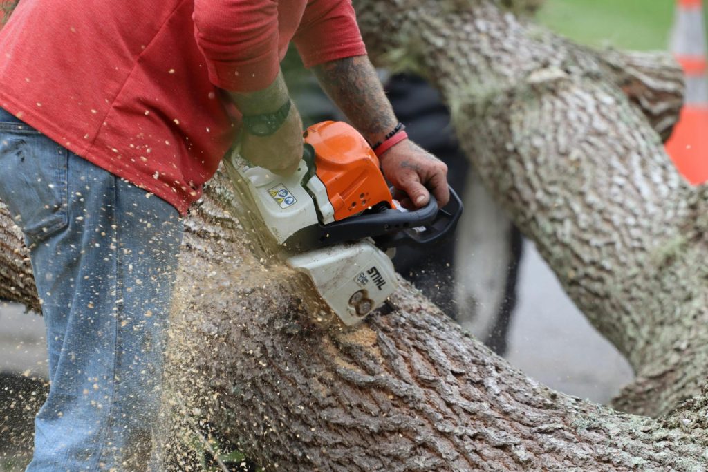 Tree Removal