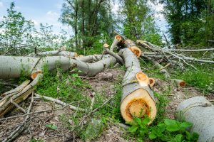 Forestry Land Clearing