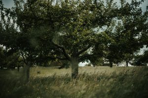 Grass Under Shade Trees
