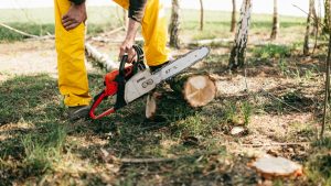 Tree Removal