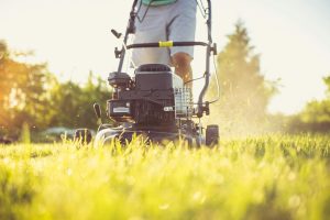 Clearing Underbrush