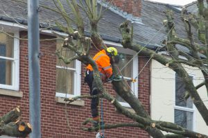 Cut Down Trees