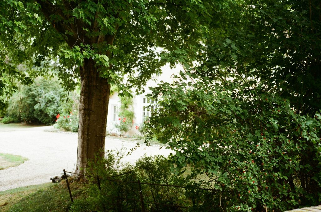 growing grass in shade