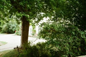 growing grass in shade