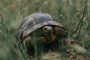 Gopher Tortoise