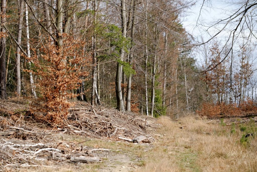 Forestry Mulching