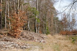 Forestry Mulching